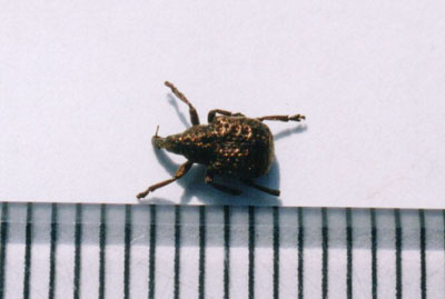 ブドウハマキチョッキリ