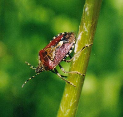 ブチヒゲカメムシ