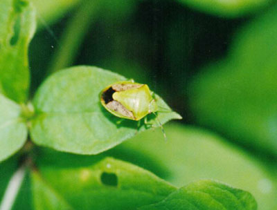 チャバネアオカメムシ