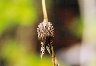 チャイロカメムシ