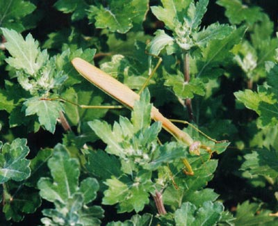 チョウセンカマキリ