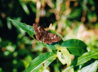 ダイミョウセセリ