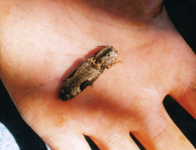 フタモンウバタマコメツキ