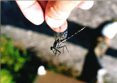 フタスジサナエ