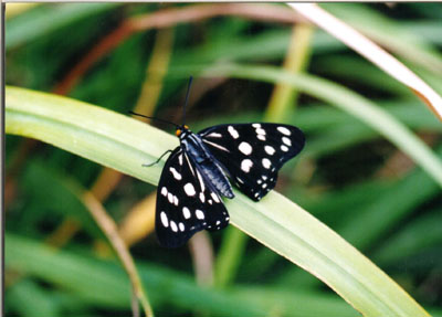 ゴマダラチョウ