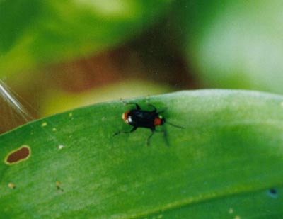 ハムシ科のなかま（１）