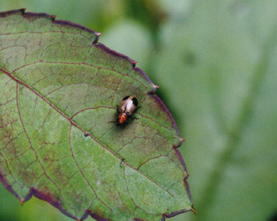 ハムシ科のなかま（２）