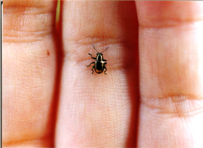 ハムシ科のなかま（５）