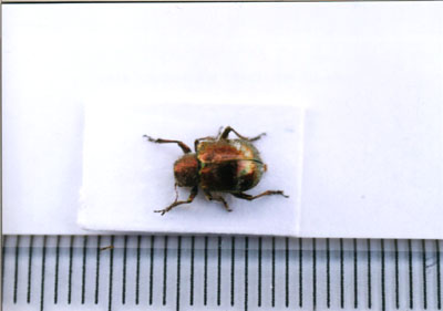 ハムシ科のなかま（６）