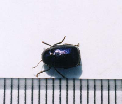 ハムシ科のなかま（７）