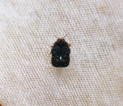 ハムシ科のなかま（８）