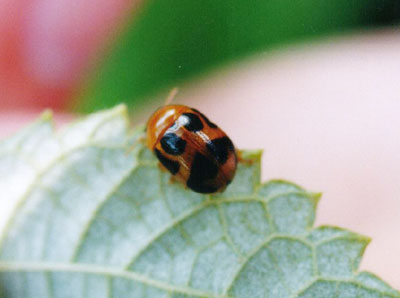 ハムシ科のなかま（９）