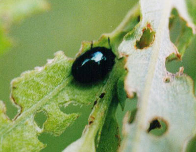 ハムシ科のなかま（１０）