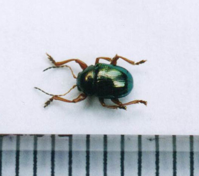 ハムシ科のなかま（１２）