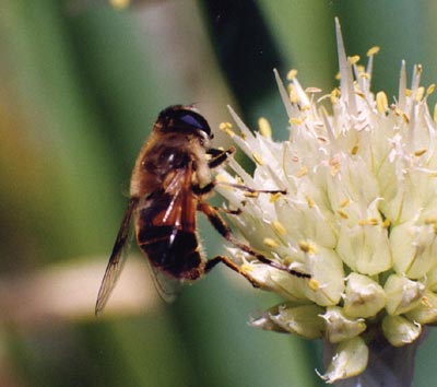 ハナアブ科のなかま