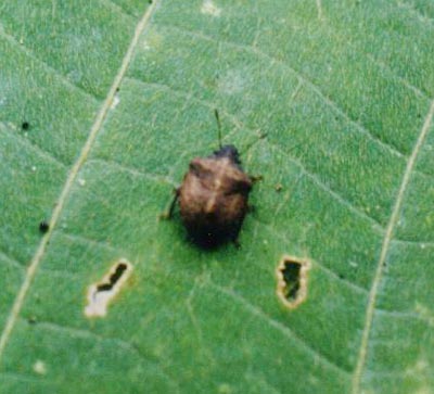 ハナダカカメムシ