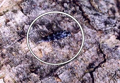 ハナノミ科のなかま