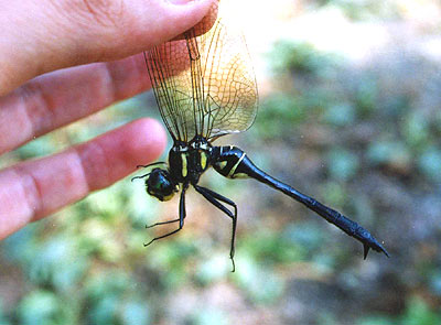 ハネビロエゾトンボ