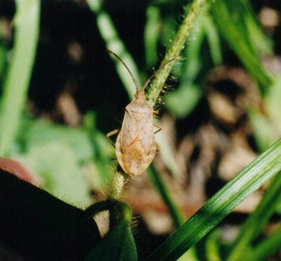 ハラビロヘリカメムシ