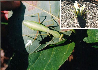 ハラビロカマキリ