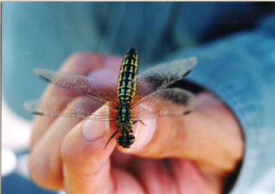 ハラビロトンボ