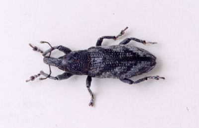 ハスジカツオゾウムシ