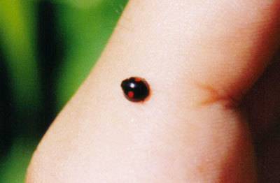 ヒメアカホシテントウ