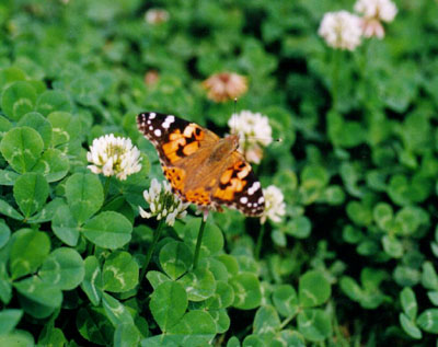 ヒメアカタテハ