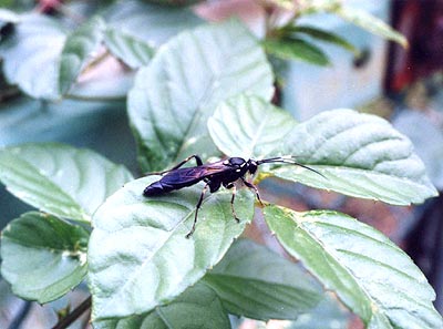 ヒメバチ科のなかま