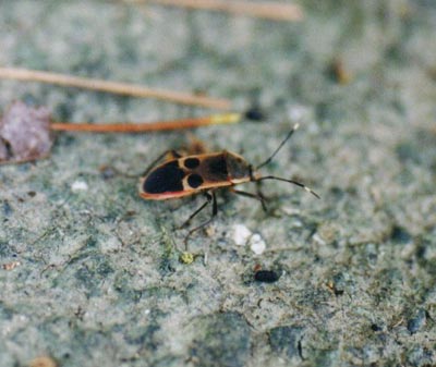 ヒメホシカメムシ