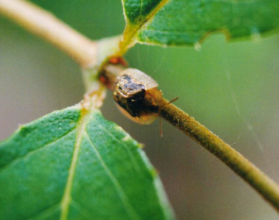 ヒメカメノコハムシ