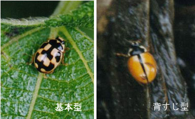 ヒメカメノコテントウ