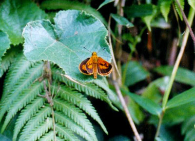 ヒメキマダラセセリ