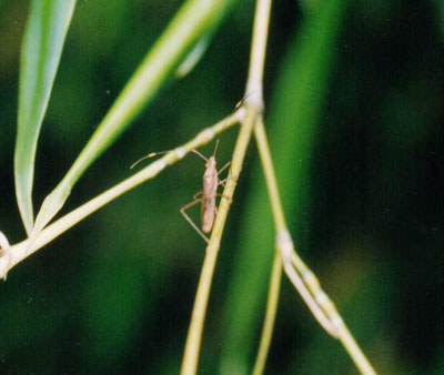 ヒメクモヘリカメムシ