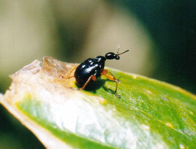 ヒメクロオトシブミ