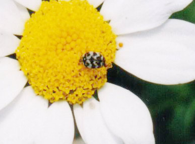 ヒメマルカツオブシムシ