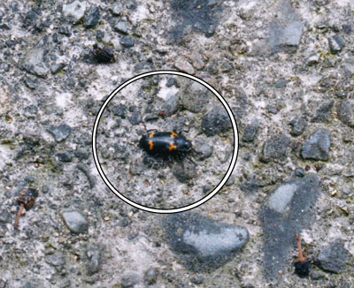 ヒメオビオオキノコ