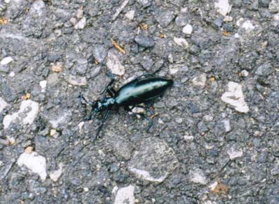 ヒメツチハンミョウ