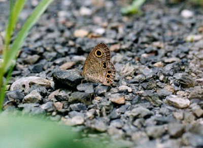 ヒメウラナミジャノメ