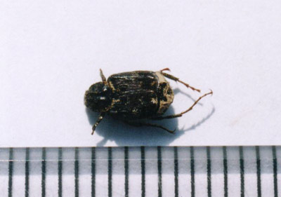 ヒラタハナムグリ