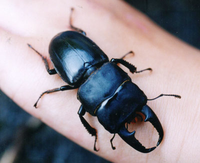 ヒラタクワガタ