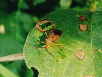 ホシハラビロヘリカメムシ