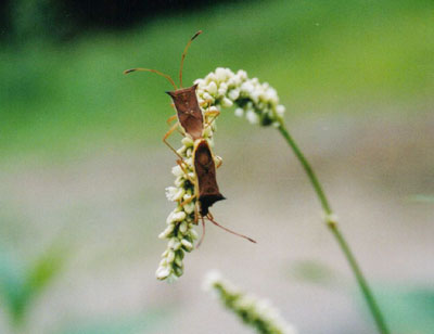 ホソハリカメムシ