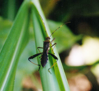 ホソヘリカメムシ