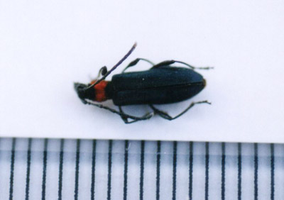 ホタルカミキリ