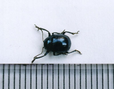 イモサルハムシ