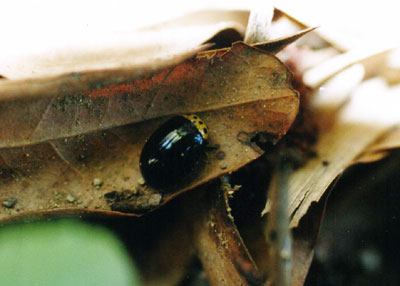 イチモンジハムシ