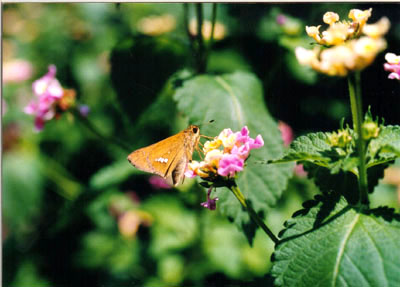 イチモンジセセリ