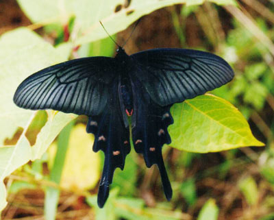 ジャコウアゲハ