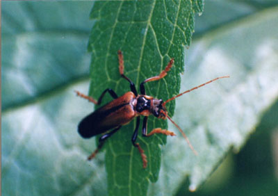 ジョウカイボン